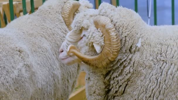 Fluffy ram with horns — Stock Video