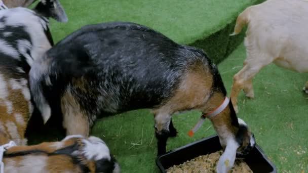 Pocas cabras comiendo provender mixto — Vídeos de Stock