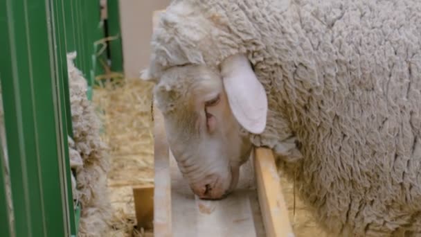 Retrato de ovelhas famintas — Vídeo de Stock
