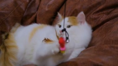 Yakın kedi oyuncakla oynamak