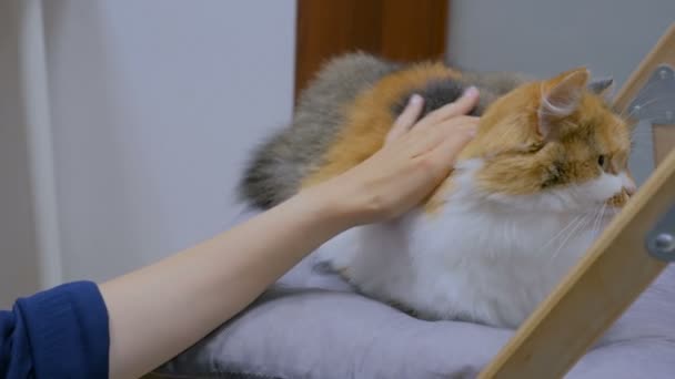 Женщина гладит кошку — стоковое видео