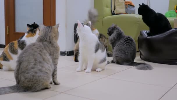 Pocos gatos esperando la hora de comer — Vídeos de Stock