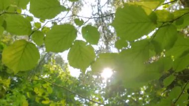 Doğa arka plan bitki örtüsü ile