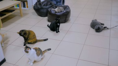 Yemek saati bekleyen çok az kedi var.