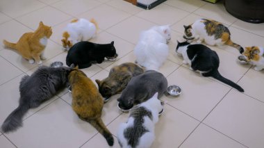 Çok az kedi birlikte kuru hayvan maması yer.