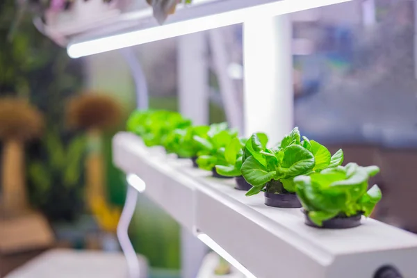 Tencerelerde büyüyen yeşil bitkiler — Stok fotoğraf
