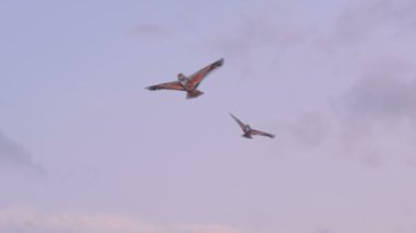 Mavi gökyüzünde uçan renkli uçurtmalar