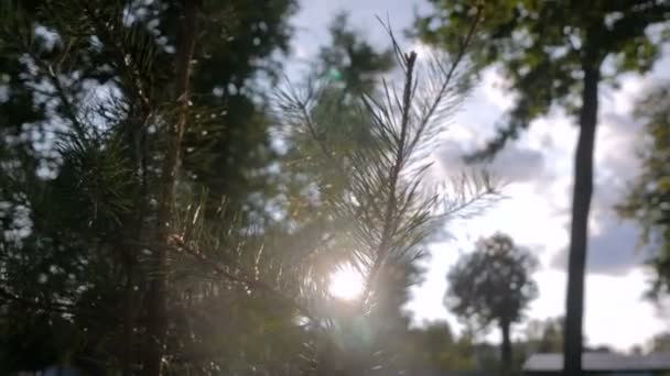 Abeto ramas abeto y lente de sol bengalas - fondo de la naturaleza — Vídeos de Stock