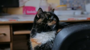 Kedi portresi