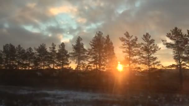 Zon schijnt door bomen silhouet — Stockvideo