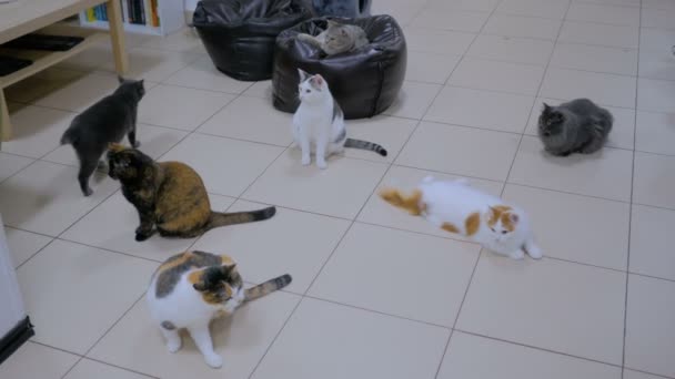Få katter väntar på måltiden — Stockvideo