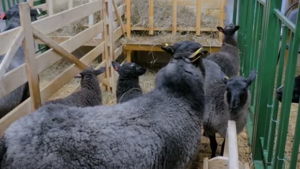 Mother sheep and her lambs — Stock Video