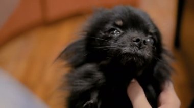 Siyah küçük pomeranian spitz köpek portresi