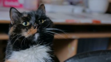 Kedi portresi