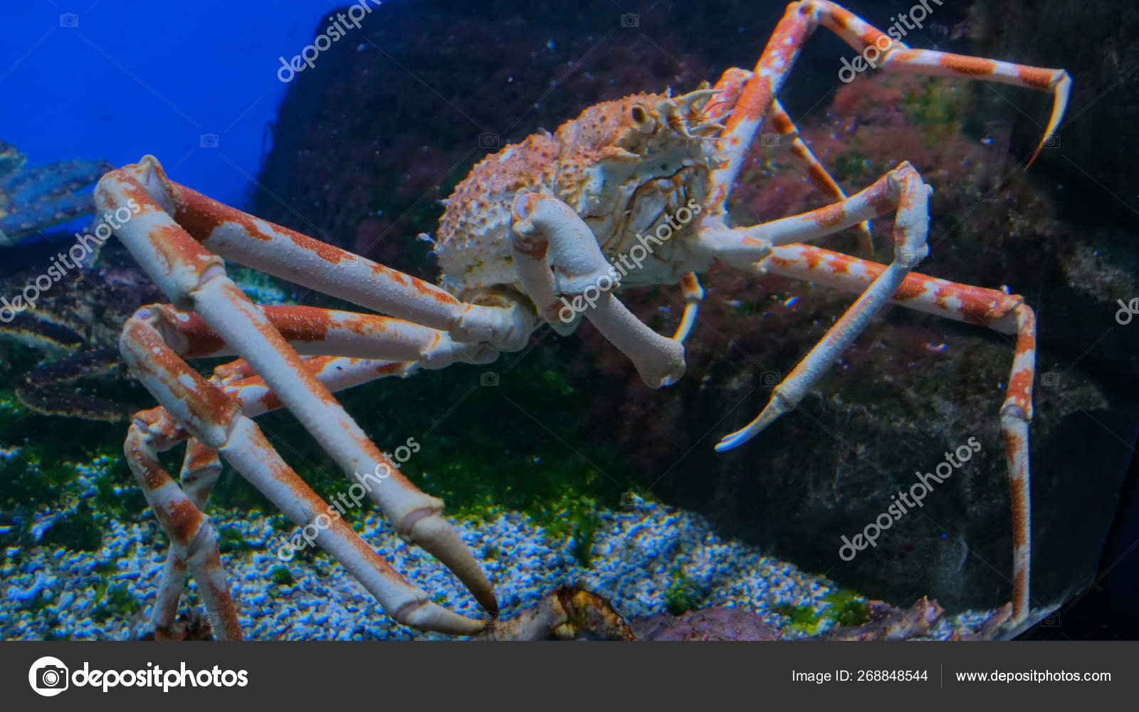 Caranguejo-aranha japonês gigante — Foto © Zyabich #268848544, image size:1600x1000