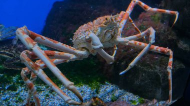 Giant japanese spider crab clipart
