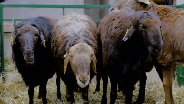 Tres ovejas comiendo heno — Vídeo de stock