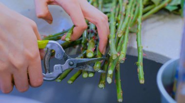 Çiçekçide çalışan profesyonel bir çiçekçi.