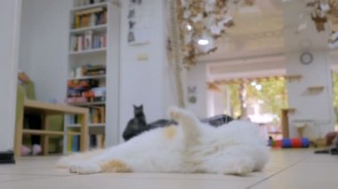 Yakın kedi oyuncakla oynamak
