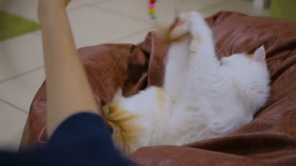 Cuty katt leker med leksak — Stockvideo