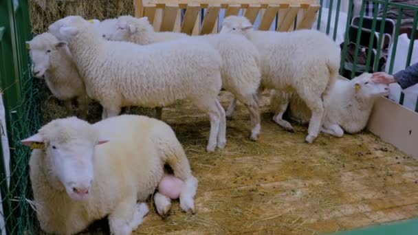 Groupe de moutons — Video