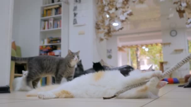 Cuty Katze spielt mit Spielzeug — Stockvideo