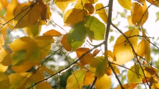 紅葉と、自然の背景 — ストック動画