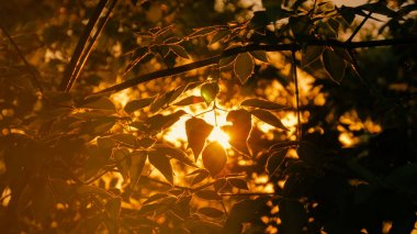 Doğa arka plan bitki örtüsü silueti ile