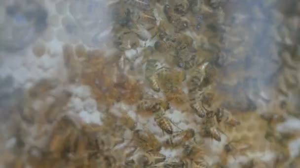 Mézelő méhek a kaptárban üveg bemutatása — Stock videók