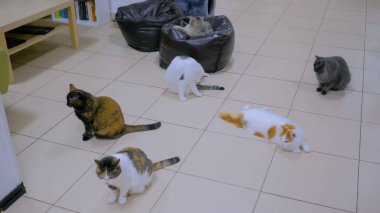 Yemek saati bekleyen çok az kedi var.