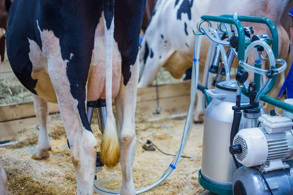 Automated milking equipment at dairy farm