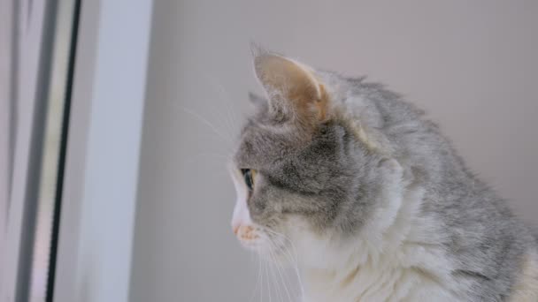 Gato sentado en alféizar de ventana — Vídeos de Stock