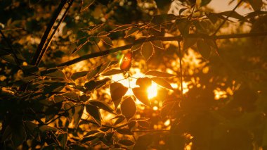 Doğa arka plan bitki örtüsü silueti ile