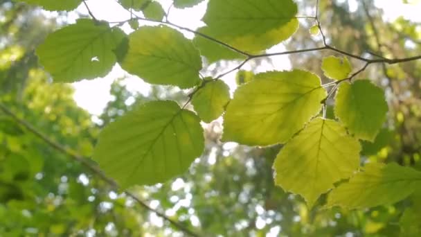 Природный фон с листьями — стоковое видео