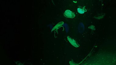 Çok küçük denizanası