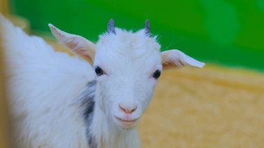 Keçi çiftlikte etrafa bakar