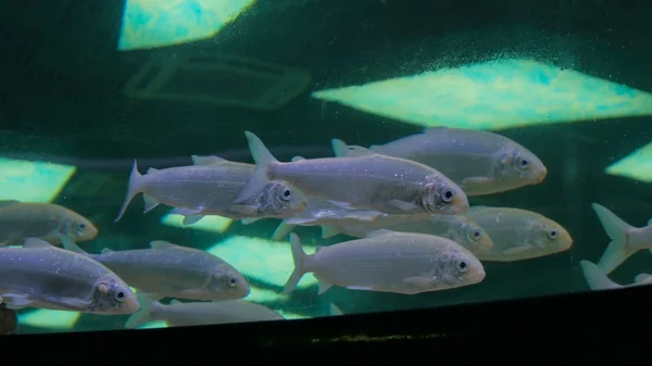 Shoal of silver fishes swimming in huge aquarium