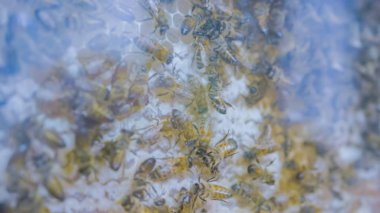 Bal arıları cam kovanında gösteri