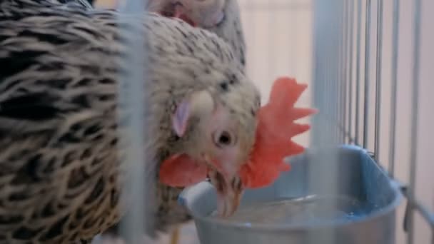 Kurczaki wody pitnej w klatce na wystawie zwierząt rolniczych, rynku — Wideo stockowe