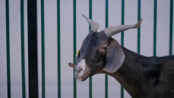 Portrait of black goat at agricultural animal exhibition, trade show — Stock Video