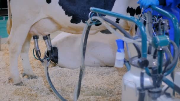 Автоматизоване обладнання для доїння корів на тваринницькій молочній фермі — стокове відео