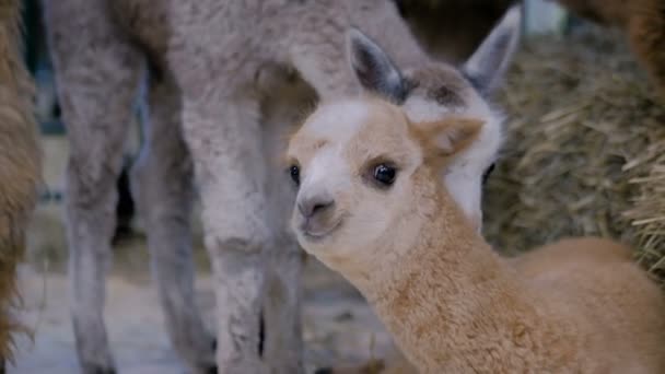 Dois pequenos alpacas bonitos brincando juntos na exposição de animais agrícolas — Vídeo de Stock