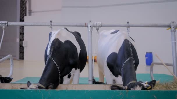 Dos vacas de ordeño comiendo heno en exposición de animales agrícolas, feria — Vídeo de stock