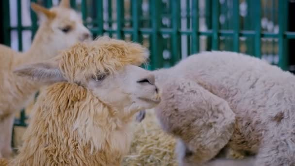 Grappig schattig Alpaca rondkijken en kauwen-close-up uitzicht — Stockvideo