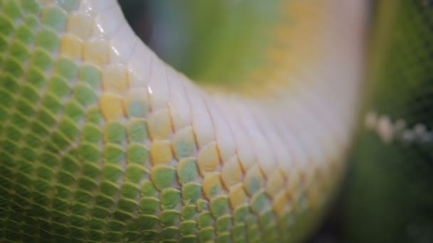 Pelle di squama commovente di serpente verde — Video Stock