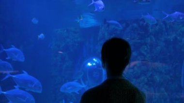 Kadın silueti Oceanarium 'daki büyük bir akvaryum tankında balıklara bakıyor.