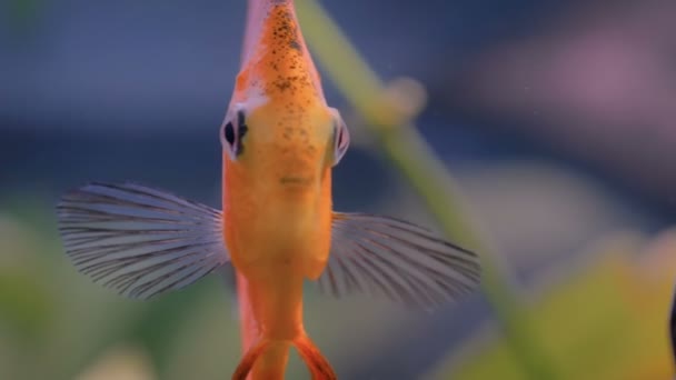 Vista da vicino del pesce angelo dorato, vita subacquea — Video Stock