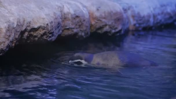 Humboldt penguins swimming — Stock Video