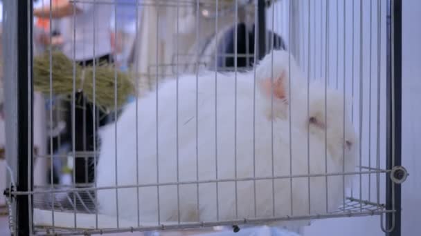 Пушистый белый ангорский кролик в клетке на выставке сельскохозяйственных животных, рынок — стоковое видео