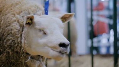 Texel koyun hayvan sergisi, ticaret fuarında saman yeme - yakın